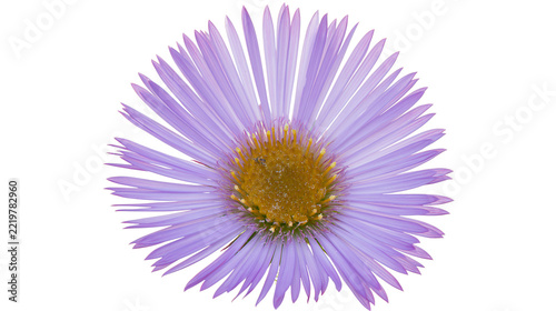 Fotografie Single purple aster flower with yellow center and thin delicate petals