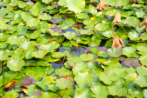 Overview of Pond Covered in Green Water Lily Leaves with Small Turtle
