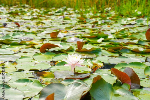 Close Up of Blooming Water Lily with Sunlight Reflecting on Water