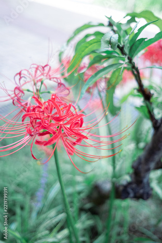 赤い彼岸花