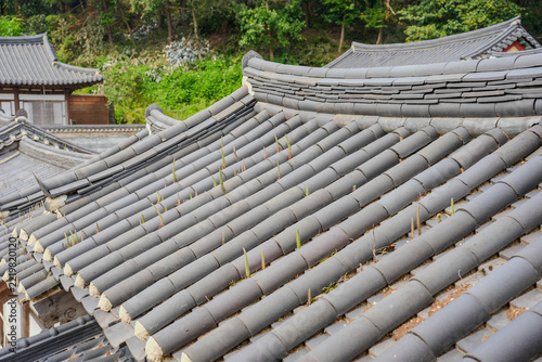 Orostachys Japonica Growing Between Traditional Grey Roof Tiles of Hanok