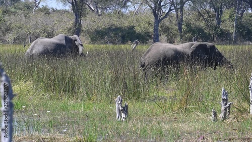 Botswana, elephants grazing by the river, wildlife in the wild.