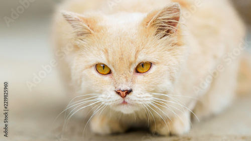 Obraz na plátně Cute cream British Longhair Cat with yellow eyes stalking on concrete floor ador