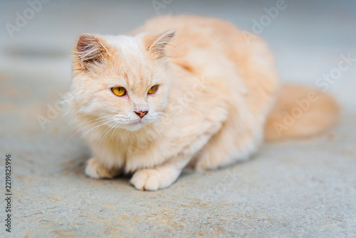 Obraz na plátně Cute cream British Longhair Cat with yellow eyes stalking on concrete floor ador