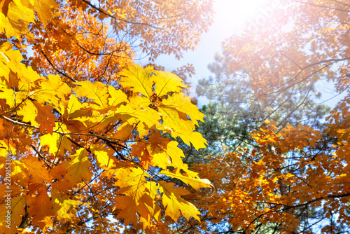Yellow red oak autumn leaves in sunlight with copy space on blurred forest and sky background