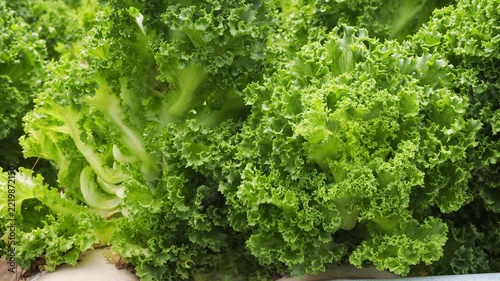 Lush curly kale leaves forming a dense natural texture in the field