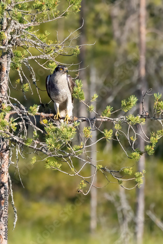 northern goshawk