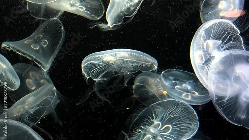 Beautiful moon jellyfish showcasing intricate internal structures against a dark backdrop