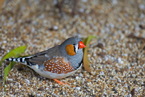 Zebra Finch, Taeniopygia guttata, relaxing on the ground