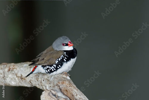 Diamond Firetail, Stagonopleura guttata, perched on a branch