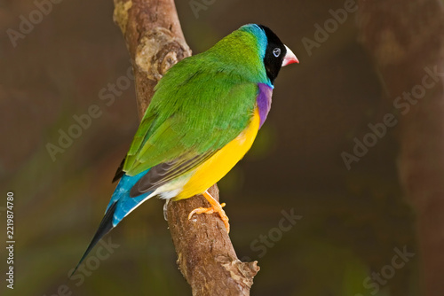 Gouldian Finch, Erythrura gouldiae, perched in tree