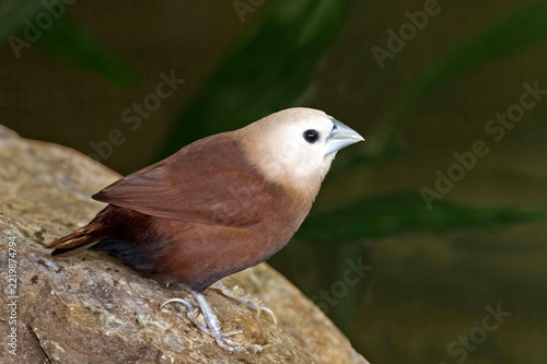 White-headed Munia, Lonchura maja, resting on a rock