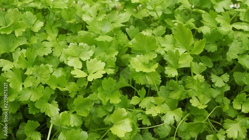 Close-up view of vibrant parsley leaves in an agricultural system
