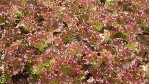 Red leaf lettuce cultivated for fresh produce with detailed ruffled foliage