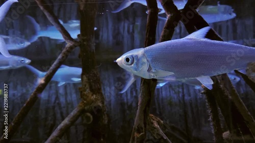 Detailed view of a Milkfish with shimmering silver scales and streamlined body.