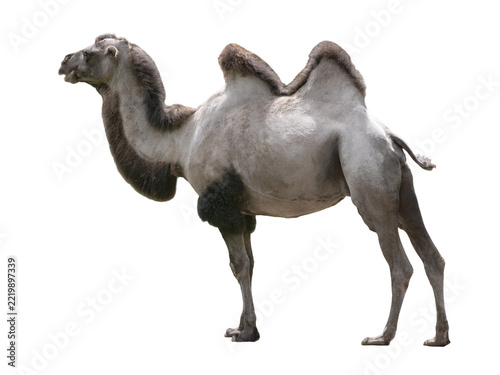 Bactrian two humped camel isolated on white background