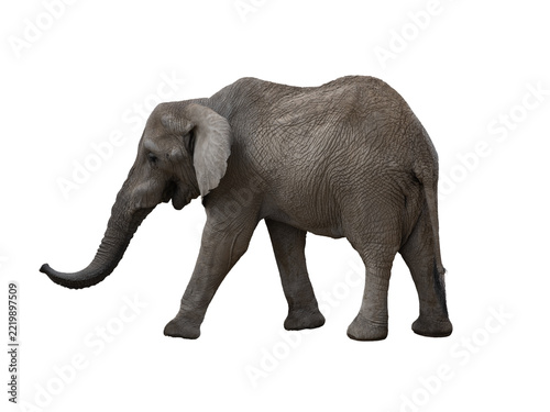 
African elephant walking with raised trunk isolated on white background