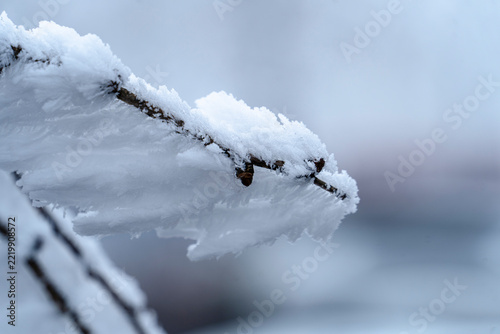 snow on the tree