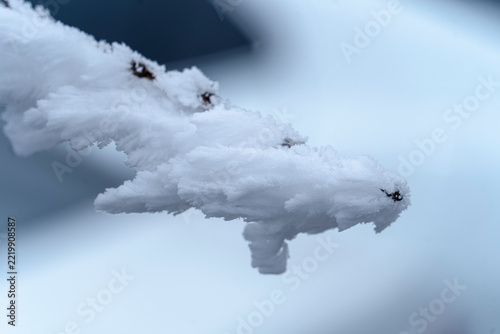 snow on the tree