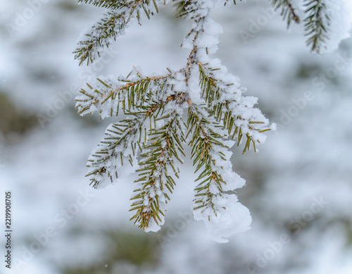 snow on the tree