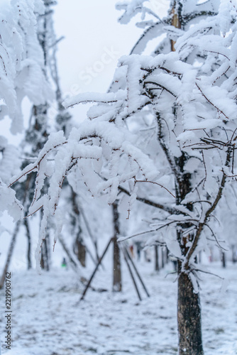 snow on the tree