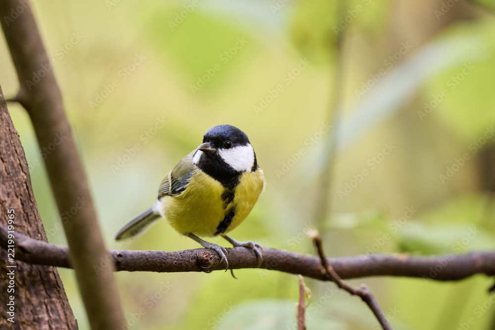 Fototapeta premium blue tit on branch