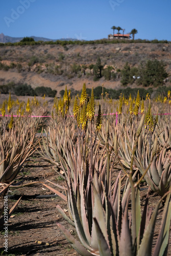 aloe vera field in the desert