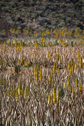 aloe vera farm