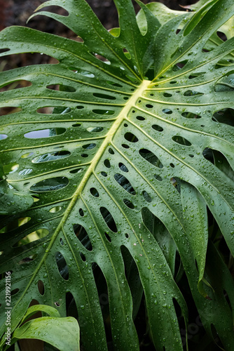 close up of leaf