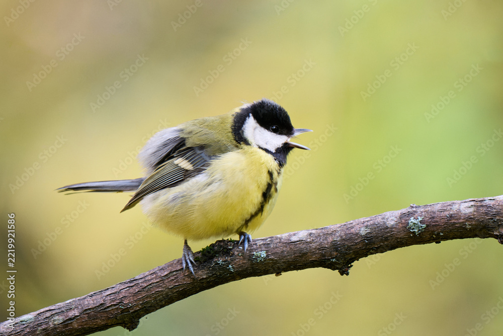 Obraz premium great tit parus major