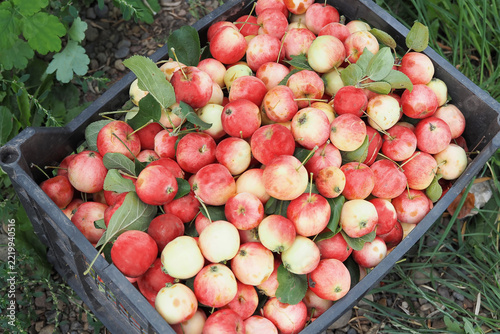 Ripe apples in a plastic container, background image.