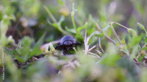 Big black beetle rest in grass and then move toward camera, could be Heteronychus arator