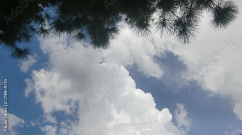 Canvas Print Cloud, tree, and sky