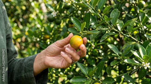 Hand picking ripe calamansi citrus fruit from tree branch, organic harvest, sunny garden