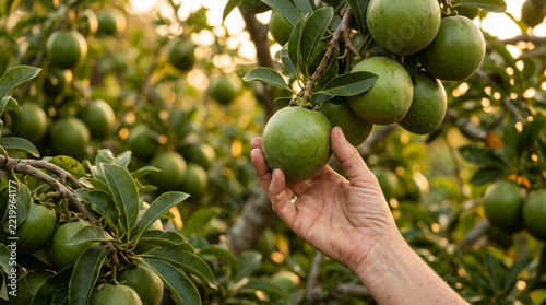 Hand picking ripe green avocado from tree in sunny orchard, organic food harvest