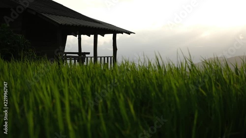 Rice tree blowing in the wind with wooden hut in the mountains before sunset