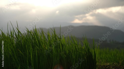 Rice tree blowing in the wind with Mountain view before sunset