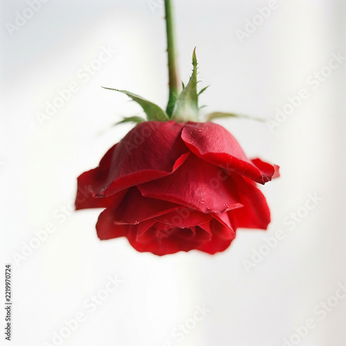 Inverted deep red rose bud close up against white background for