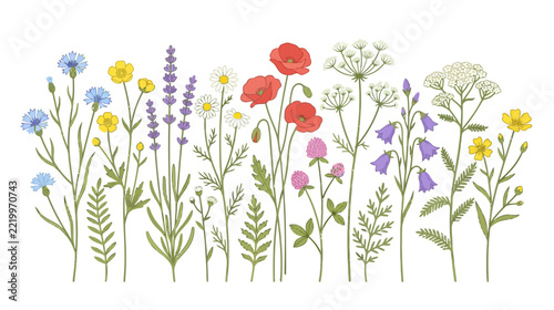 Vibrant Wildflower Meadow Collection
