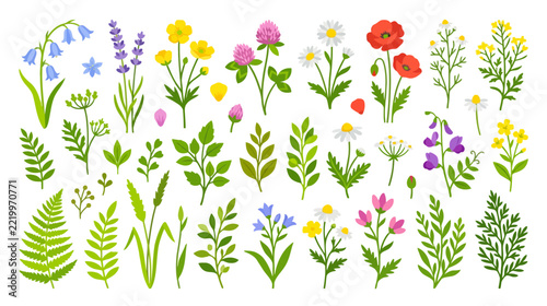 Vibrant Wildflowers and Greenery Botanical Illustration Set