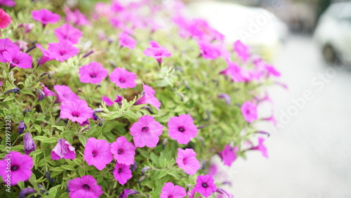 purple flowers in the garden