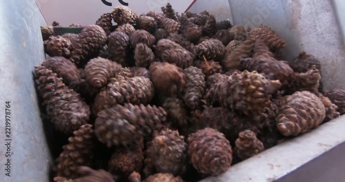 Extracting seeds from pine cones. The process of cleaning the cones and extracting the seeds for subsequent forest restoration.