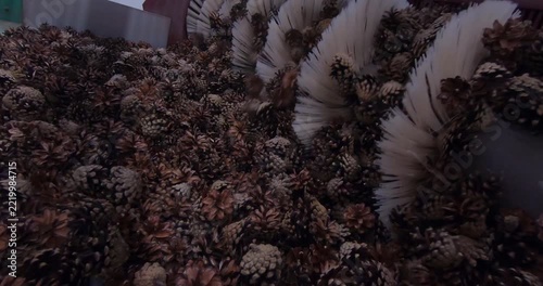 Extracting seeds from pine cones. The process of cleaning the cones and extracting the seeds for subsequent forest restoration.