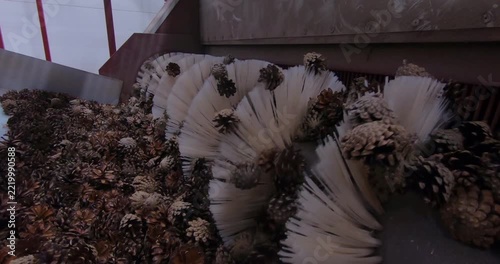 Extracting seeds from pine cones. The process of cleaning the cones and extracting the seeds for subsequent forest restoration.