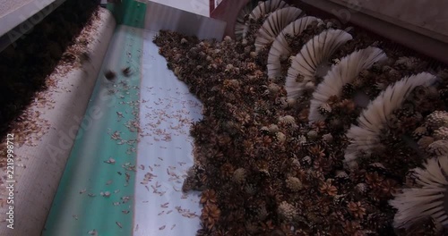 Extracting seeds from pine cones. The process of cleaning the cones and extracting the seeds for subsequent forest restoration.