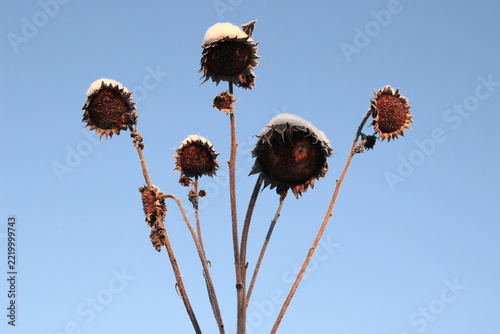 Frost-bitten sunflowers dusted with snow
