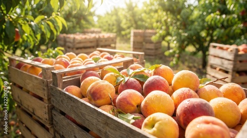 Fresh ripe peaches fill rustic wooden crates during harvest in sunny orchard. Sweet juicy fruit displays rich yellow and red tones under bright natural light across peaceful rural farm.