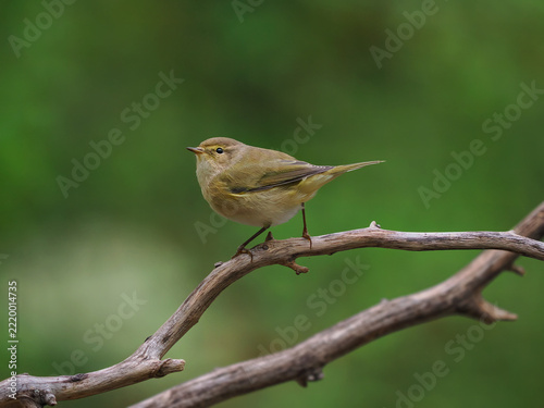 Common Chiffchaff (Phylloscopus collybita), placed on the branch and isolated in the greenery