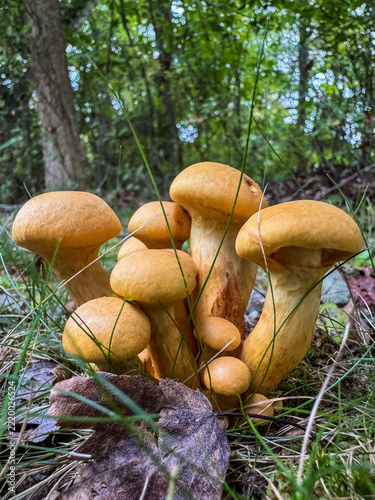 Cluster of golden orange wild mushrooms growing together among grass and fallen leaves on the forest floor, surrounded by lush green woodland vegetation