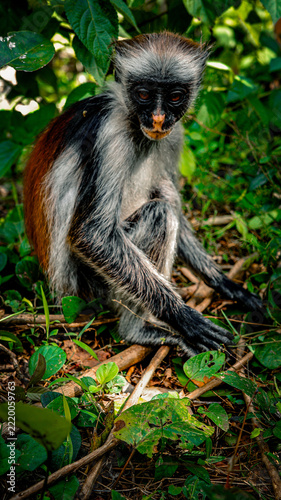 Photography Monkey in the rainforest